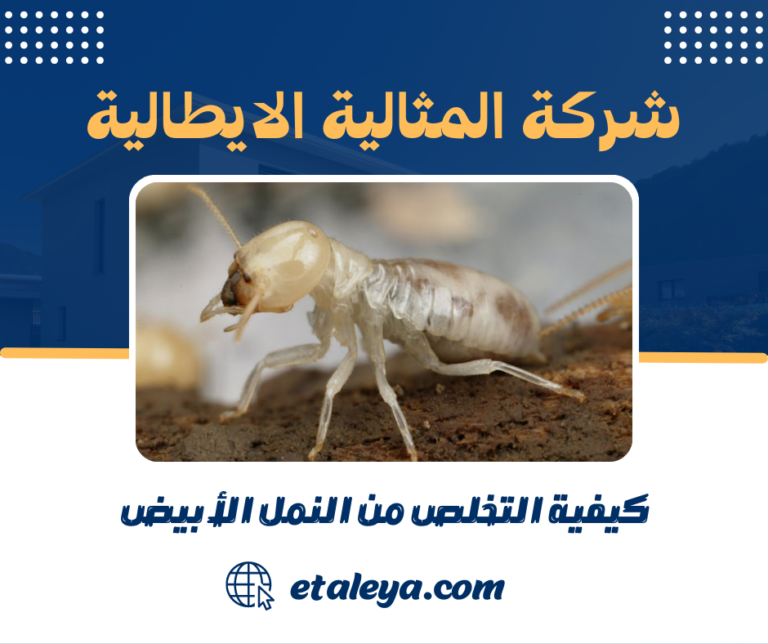كيفية التخلص من النمل الأبيض: أفضل الطرق والوقاية