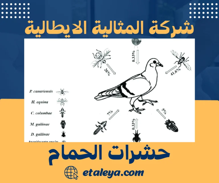 حشرات الحمام
