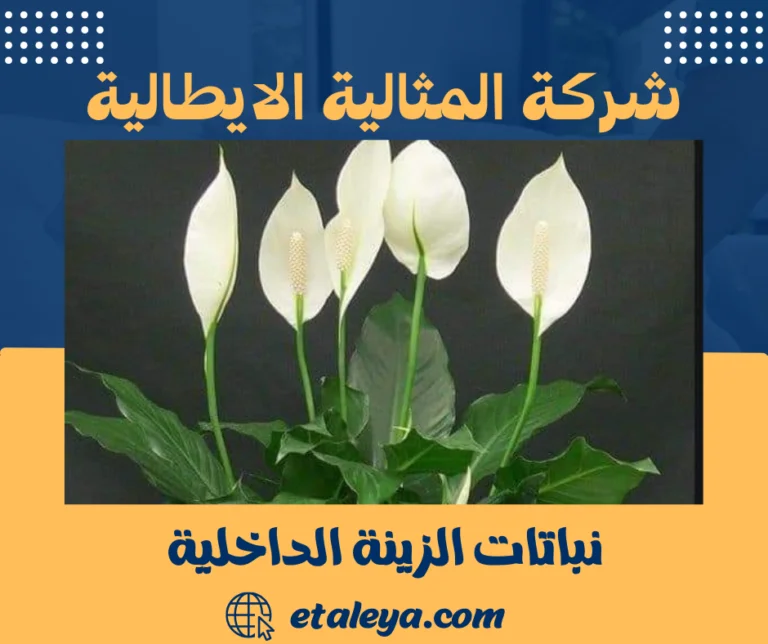 نباتات الزينة الداخلية
