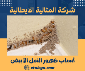 أسباب ظهور النمل الأبيض